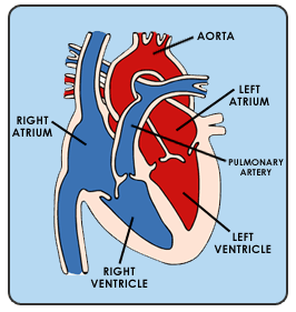 The Circulatory System | EduPrimary
