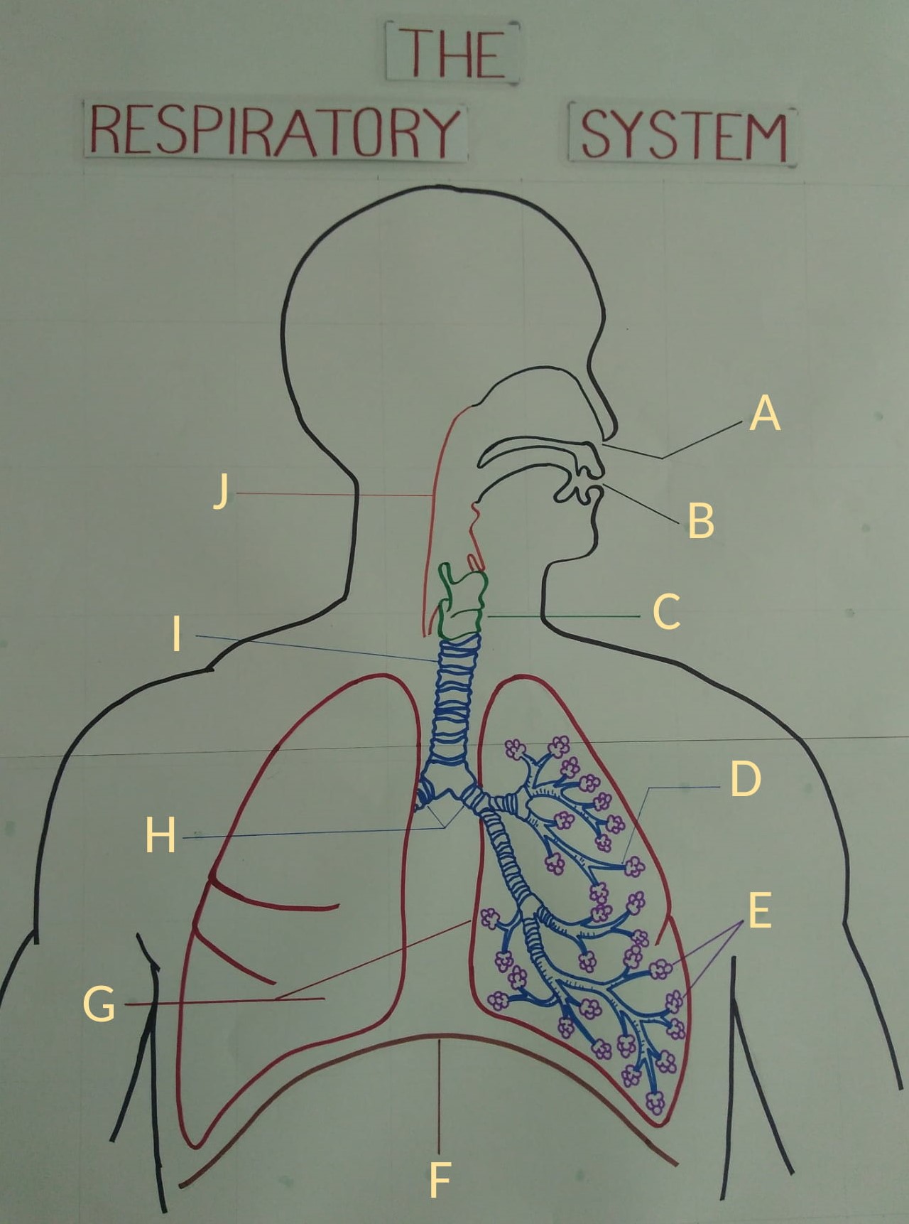 Respiratory System Quiz | EduPrimary