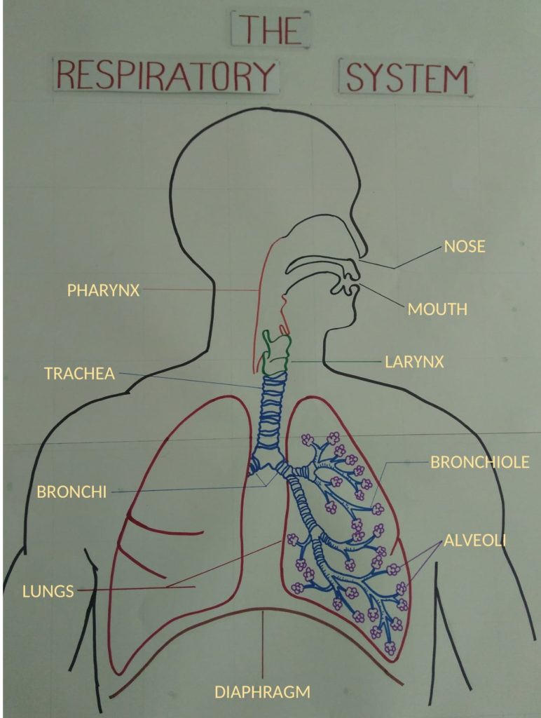 The Respiratory System | EduPrimary